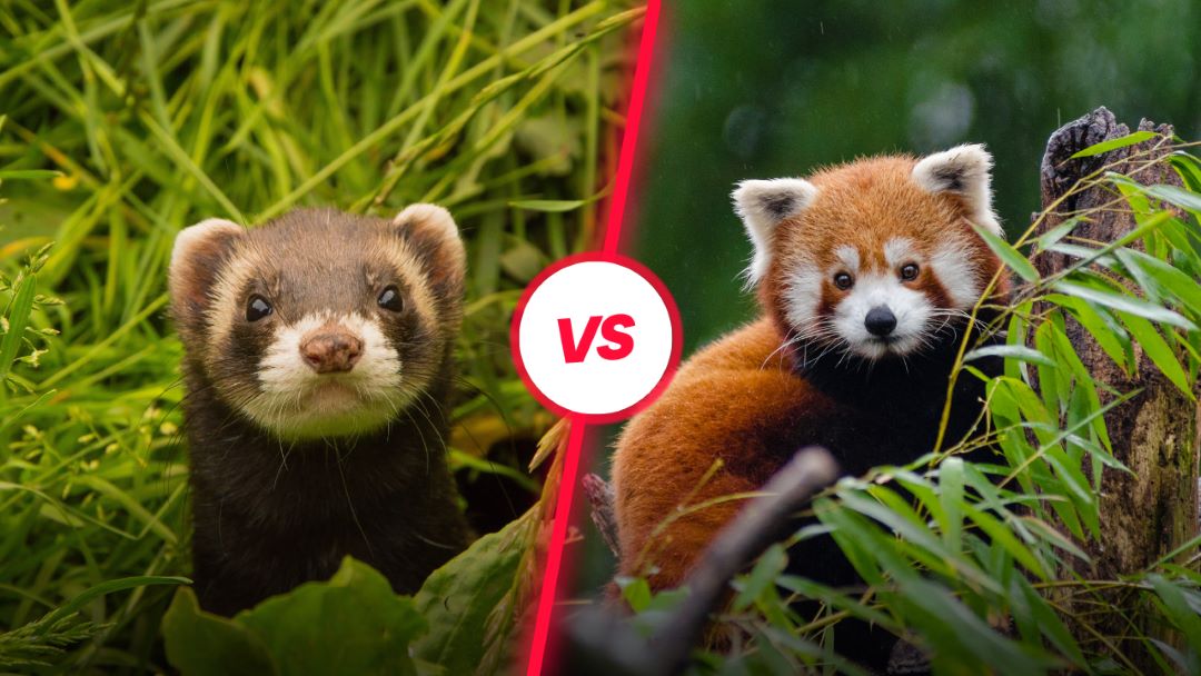 ferret vs red panda